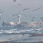 Snug Apartment In The Old Part Of Scheveningen, 100 M From The Beach